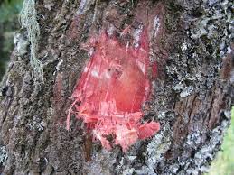 Image result for Gnidia stenophylla