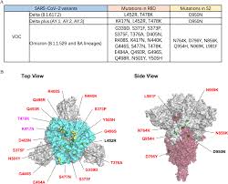 A Bispecific Antibody Targeting RBD and S2 Potently Neutralizes SARS-CoV-2  Omicron and Other Variants of Concern | Journal of Virology