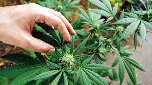 We did not find results for: High Cbd Strains For Anxiety 12 To Consider