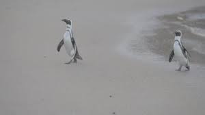 Maybe you would like to learn more about one of these? 10 Best Penguin Videos 100 Free Download Pexels Stock Videos