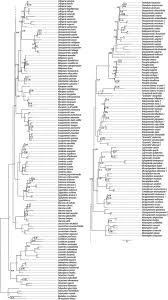 Image result for Grammitis cryptophlebia
