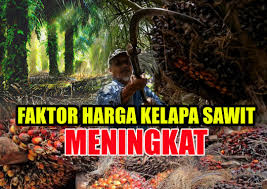 Iklim kelapa sawit termasuk tanaman daerah tropis yang tumbuh baik antara garis lintang 130 lintang utara dan 120 lintang selatan, terutama di kawasan afrika, asia, dan amerika latin. Faktor Harga Kelapa Sawit Meningkat Seribu Ombak