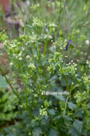 Image result for Apium graveolens