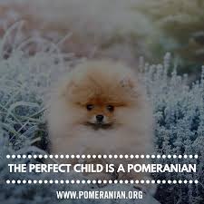 чем больше я узнаю людей тем больше я люблю собак Pomeranian Pomeranians Pomeranianpuppies Poms Pom Pomeraniandog Sobaki