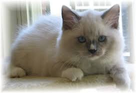Read indepth ragdoll cat breed facts including popularity rankings, average prices, highlights and buying advice from pets4homes. Pros And Cons Of The Ragdoll Cat Breed Is It The Right Pet For You Kittentoob