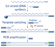 The dna is the genetic material of most of the organisms. Full Length Enriched Cdna Synthesis