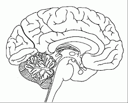 Informal learners, students of psychology and the biological sciences, medical, dental, nursing, and other health. Anatomy Of Brain Coloring Sheet Brain Anatomy Brain Diagram Human Brain