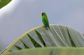 The sangihe hanging parrots (loriculus catamene) are endemic to the small island of sangihe, north of sulawesi, in indonesia where they can be found at elevations up to 3,000 (~1,000m). Remote Sulawesi 2023
