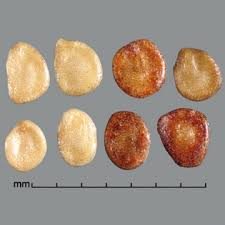 Image result for Solanum torvum