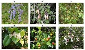 Image result for Hugonia elliptica