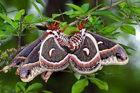 Image result for Cecropia