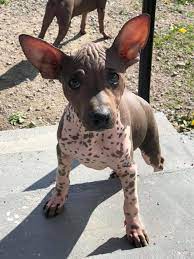 Bampy Bebopp 3 Months Old American Hairless Terrier From Sweden Kennel Bampiece Aht Hairless Dog Mexican Hairless Dog Dog Breeds