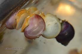Hatching Applesnail Mystery Snail Eggs In Your Aquarium