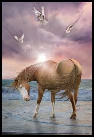 Cheval Feerique Wallpaper Fond D Ecran Photo Image Cheval Beaux Chevaux Animaux