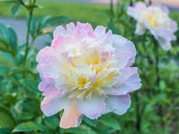 Check spelling or type a new query. Top 25 Birth Month Flowers And Their Meanings With Pictures