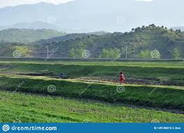 Eine familie in einem dorf außerhalb von pjöngjang erwartet uns. Nordkorea Landschaft Redaktionelles Stockfoto Bild Von Getreide 149186218