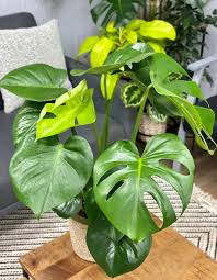 Image result for Monstera