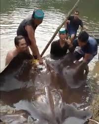 Cara menggambar ikan pari how to draw stingray youtube. Ikan Pari Raksasa Dicincang Bikin Geger Sumsel Ternyata Tak Dilindungi