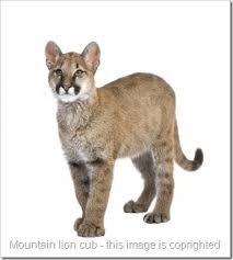 Mountain Lion Cubs Poc