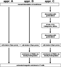 Isolation Of Viable And Functional T Cells From Human