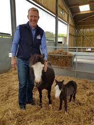 Últimas noticias económicas sobre falabella: Cotswold Farm Park On Twitter Cuteness Alert Meet Felipe The Falabella Horse Who Was Born At The Farm Park Early Wednesday Morning He Is Tiny Fluffy And Adorable Falabella Horses Are Usually