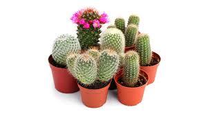 Ya que no necesitan una gran cantidad de agua, a diferencia de otras plantas y además, son bastante antes de ponerle agua cada semana, ponle a tu planta un fertilizante equilibrado. Consejos Para Cuidar Un Cactus En Casa Casa Y Mas El Comercio Peru