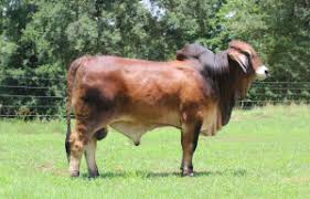 Through centuries of exposure to inadequate food supplies, insect pests, parasites. Red Brahman Cattle For Sale Some History Moreno Ranches