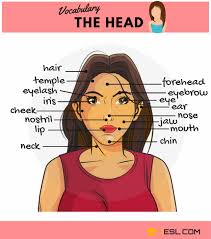 Even though there is some research linking certain body shapes with. Parts Of The Face Useful Face Parts Names With Pictures 7esl Learn English Human Body Vocabulary Vocabulary