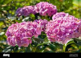Image result for Hydrangea macrophylla bela obrázek