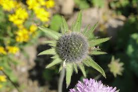 Image result for Dipsacaceae