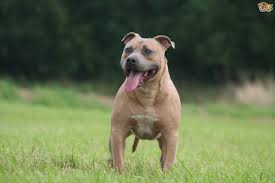 Staffordshire Bull Terriers Temperament Colours Pets4homes