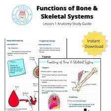 Pin On Skeletal System Unit