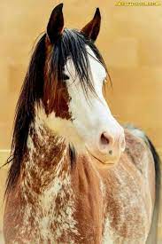 Looks Like A Wild Indian Pony Gorgeous White Face Mottled Spotted Coat And Black Mane Pretty Face And Unique Markings Horse Horses Pretty Horses Horse Love