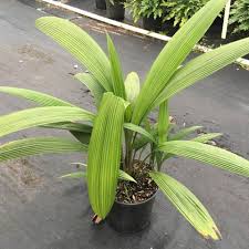 Image result for Curculigo