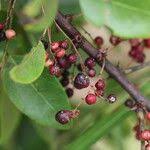 Image result for Phyllanthus muellerianus