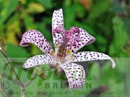 Image result for Tricliceras hirsutum