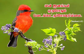 Tamil Bible Wallpapers Free Download Tamil Bible Tamil Bible Words Bird