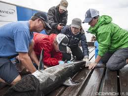 Tagging Juvenile White Sharks With Ocearch On The Water