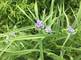 This breathtaking field of wildflowers in ohio looks like something from a dream. 5 Edible Native Plants Blue Water Baltimore
