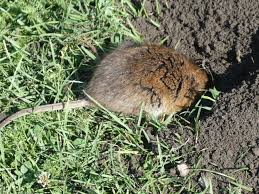 Vor allem greifvögel stellen ihr nach, ebenso das mauswiesel. Feldmaus Thema