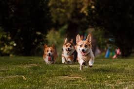 They are rarely used for herding or as farm dogs, anymore, but they are popular as pets and companion dogs. 3 Corgi Breeds To Make Your Day Greenfield Puppies