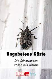 sie wollen ins warme ekliger eindringling nach den spinnen kommen jetzt die stinkwanzen wanze spinne kleine tiere