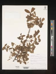 Image result for Commiphora fulvotomentosa