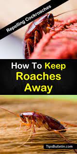 Wash dishes and put away after meals clean crumbs and spills immediately 12 Amazing Ways To Keep Roaches Away