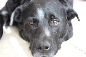 Our compassionate doctors provide accessible, specialized medical services for pets in the mount pleasant community and greater charleston area. Emergency Vet Care In Lynn Ma Contact Us Today For Urgent Care