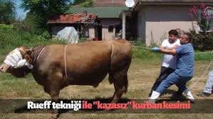 2 Kisiyle Buyukbas Hayvan Yatirma Teknigi Youtube