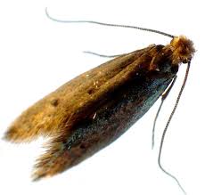 Explore how to keep moths away using natural remedies. Get Rid Of Carpet Moths Information On Carpet Moth Treatment