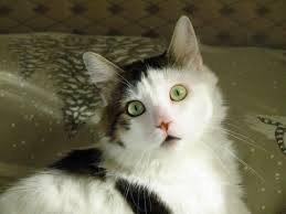 Cok Sevimli Ayni Zamanda Cok Akilli Kedi Sans Youtube Kedi Hayvan Kedi Evi