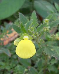 Image result for Calceolaria tripartita