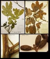 Image result for Canarium